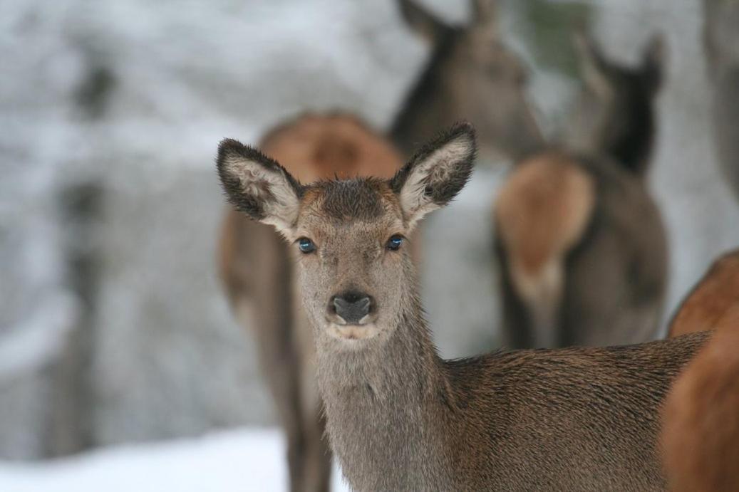 Gite Le Cerf Pantin Saint-Hubert Eksteriør billede